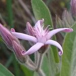 Oxypetalum solanoides Λουλούδι