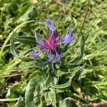 Centaurea montana Λουλούδι