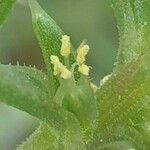 Salsola tragus Flower