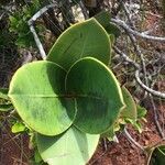 Garcinia amplexicaulis Leaf