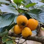 Crataegus mexicana Fruct