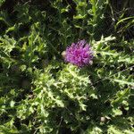 Cirsium acaulon फूल