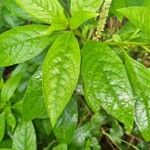 Phytolacca octandra Hoja