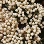 Ozothamnus rosmarinifolius Flor