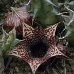 Huernia loeseneriana