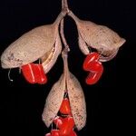 Sterculia rhinopetala Plod