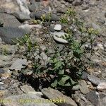 Senecio flavus Natur