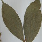 Duguetia pycnastera Други