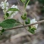 Aloysia gratissima Yaprak