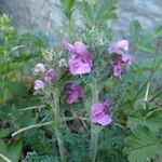 Pedicularis gyroflexa Hábito