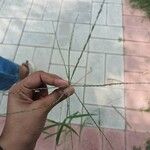 Digitaria ciliaris ফুল