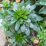 Euphorbia amygdaloidesList