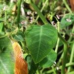 Euphorbia guiengola Leaf