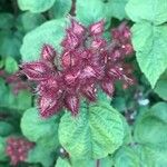 Rubus phoenicolasius Fruit