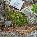 Orostachys spinosa Hábito