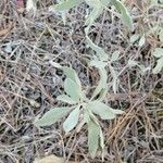 Salvia apiana Leaf