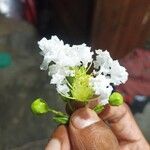 Lagerstroemia speciosa Floare