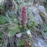 Ajuga pyramidalis Hábitos