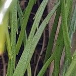 Psilotum nudum Leaf