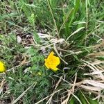 Ranunculus millefoliatus Flower