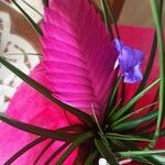 Tillandsia guatemalensis Kwiat