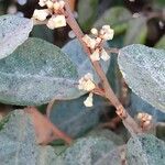 Elaeagnus macrophylla 花