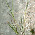 Parapholis strigosa Flower