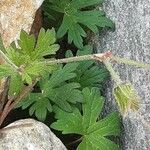 Geranium himalayense Leaf