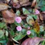 Persicaria capitata Flower