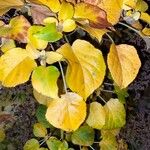 Hydrangea petiolaris 葉