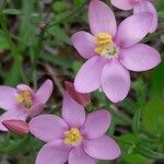 Centaurium littorale Kwiat