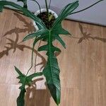 Philodendron longilobatum Ліст