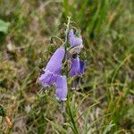 Adenophora liliifoliaKvět