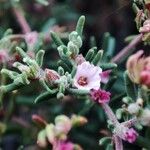 Frankenia ericifolia Flor