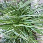Lomandra longifolia Hoja