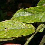 Lepidaploa tortuosa Leaf