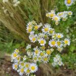 Erigeron strigosusFlower