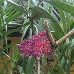 Medinilla magnifica Plod