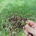 Sambucus canadensisFruit