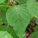 Circaea lutetiana Blatt