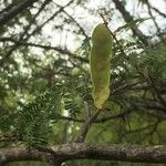 Albizia brevifolia خشب
