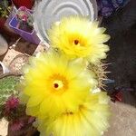 Parodia mammulosaFlower