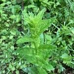 Verbascum blattariaBlad