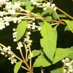 Varronia spinescens