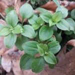 Theligonum cynocrambe Yaprak