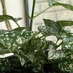 Hypoestes phyllostachyaHoja