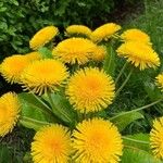 Taraxacum sect. TaraxacumFlor