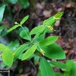 Euphorbia carniolica Цвят
