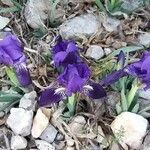 Iris lutescens موطن