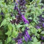 Salvia guaraniticaCvet